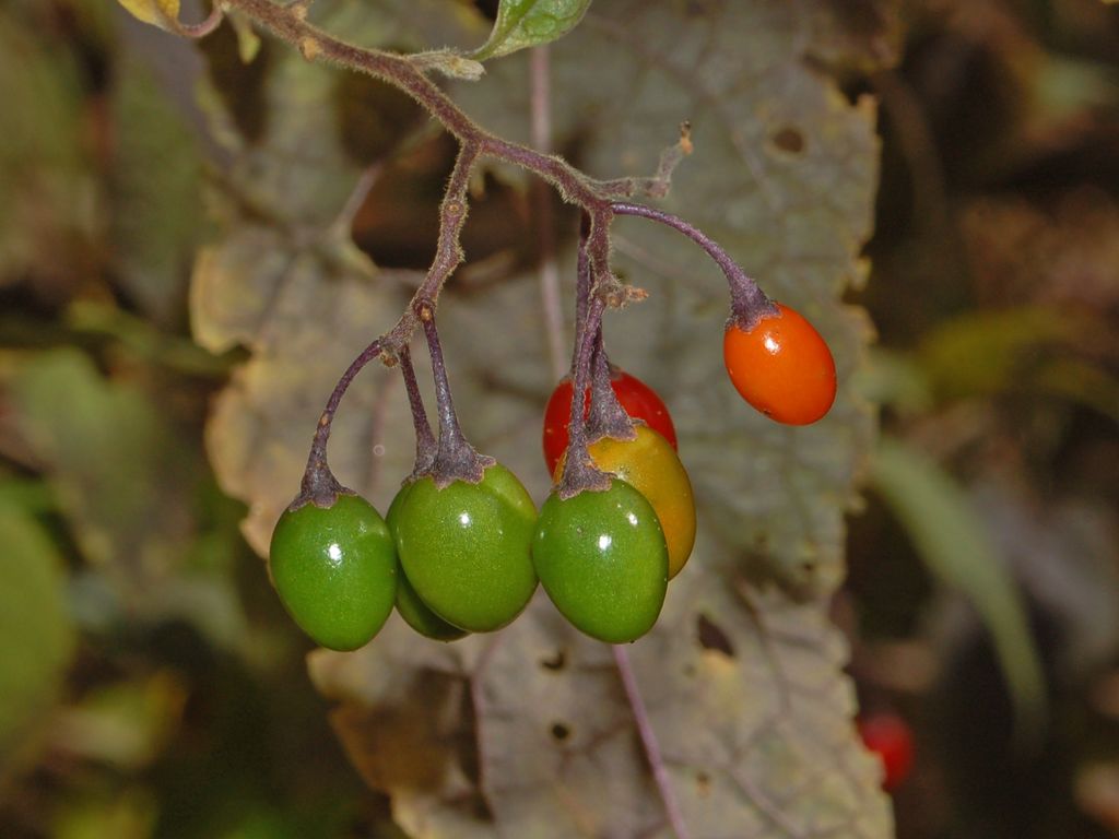 Solanum dulcamara